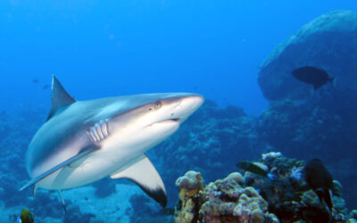 Race for a COVID Vaccine Puts Sharks — and Ocean Ecosystems — in Peril